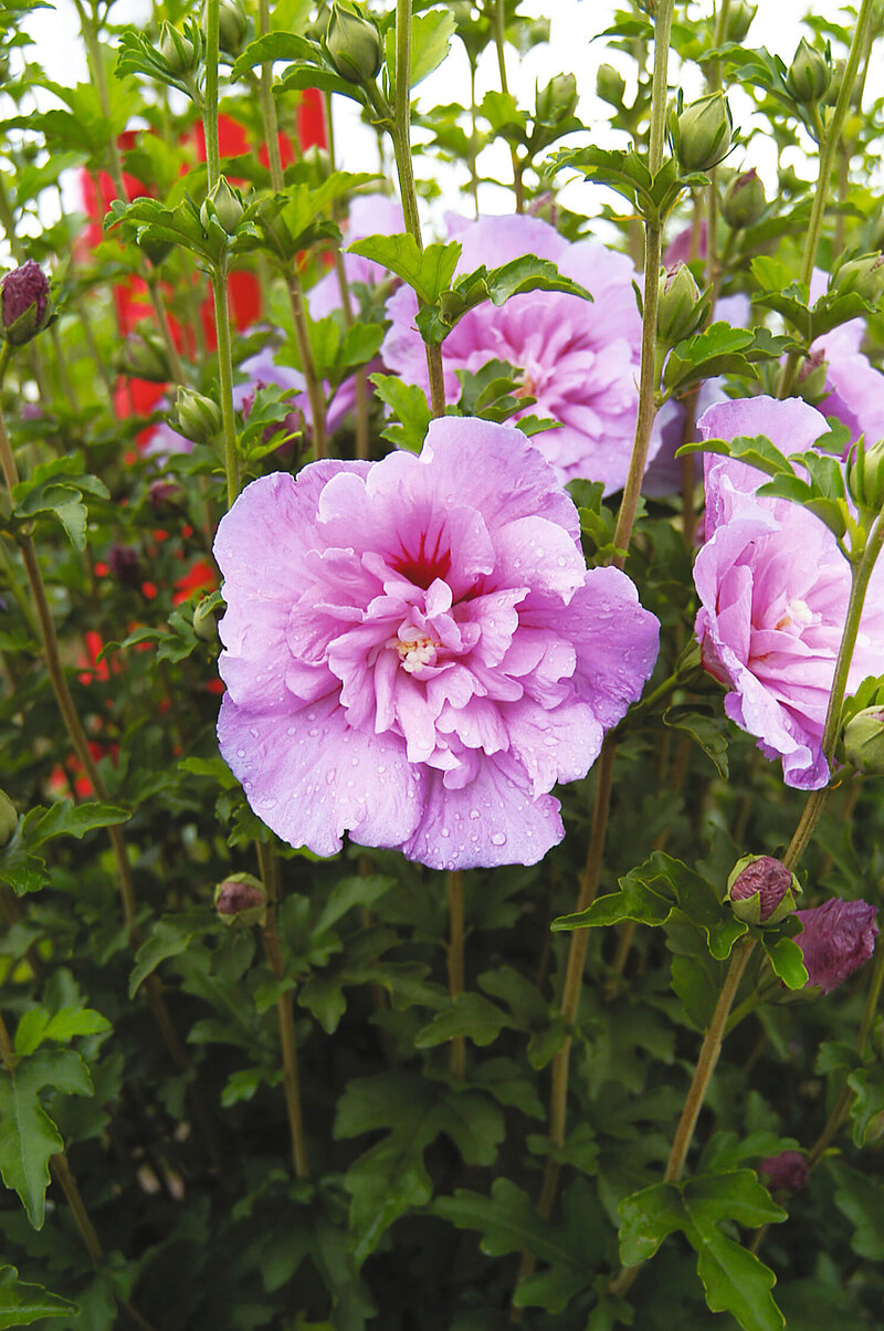 Hibiscus syriacus Lavender Chiffon