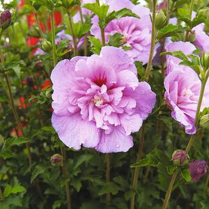 Hibiscus syriacus Lavender Chiffon