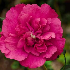 Hibiscus syriacus Magenta Chiffon