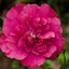 Hibiscus syriacus Magenta Chiffon
