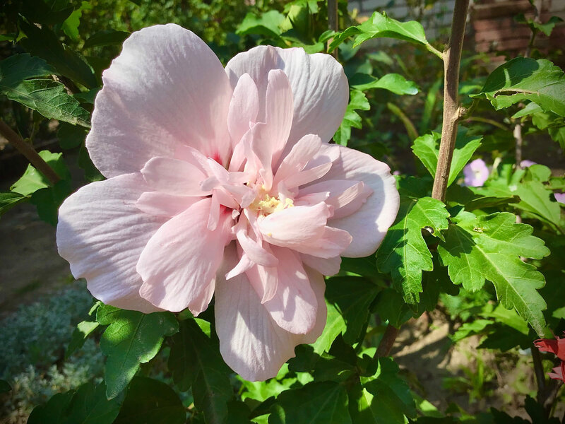 Hibiscus syriacus Pink Chiffon
