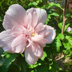 Hibiscus syriacus Pink Chiffon