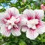Hibiscus syriacus 'Starburst Chiffon'