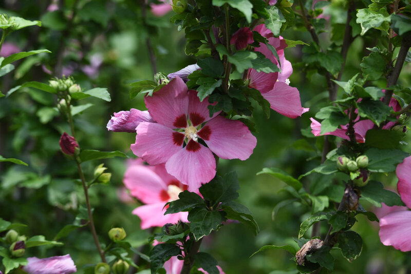Hibiscus syriacus Woodbridge