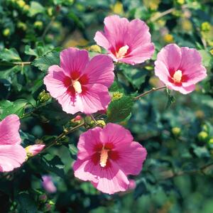 Hibiscus syriacus Woodbridge