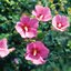 Hibiscus syriacus Woodbridge