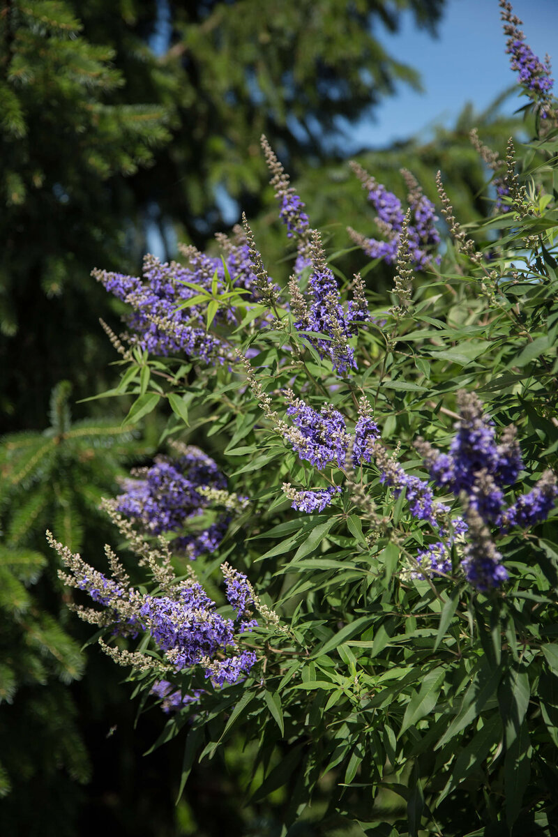 Vitex agnus castus Delta Blues
