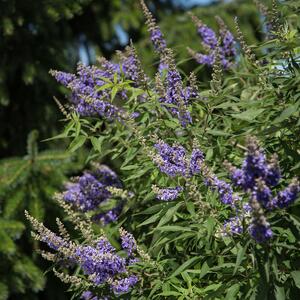 Vitex agnus castus Delta Blues