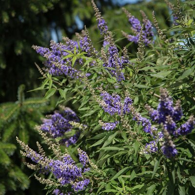 Vitex agnus castus Delta Blues