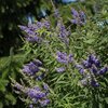 Vitex agnus castus Delta Blues