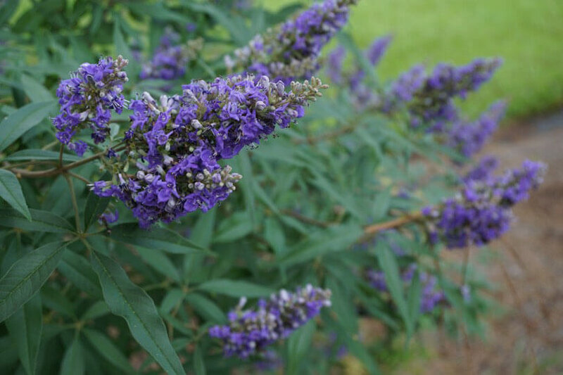 Vitex agnus castus Delta Blues