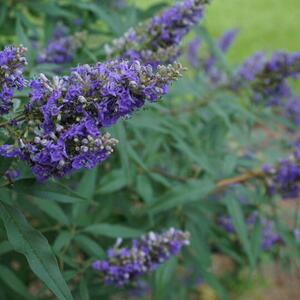 Vitex agnus castus Delta Blues