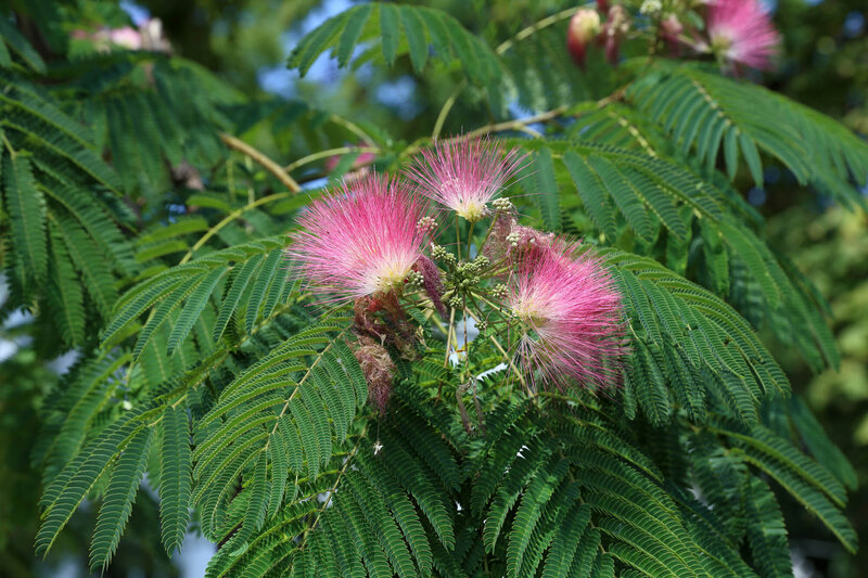 Albizia julibrissin Ombrella