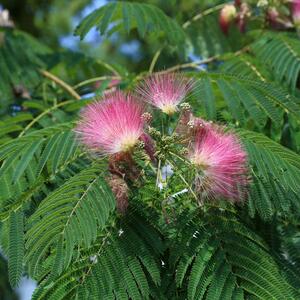 Albizia julibrissin Ombrella