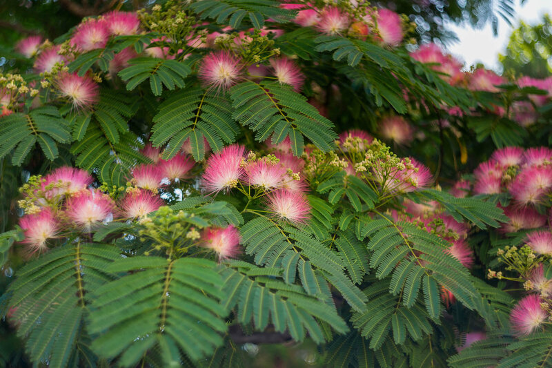 Albizia julibrissin Ombrella