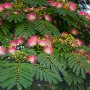 Albizia julibrissin Ombrella