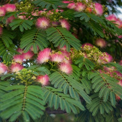 Albizia julibrissin Ombrella