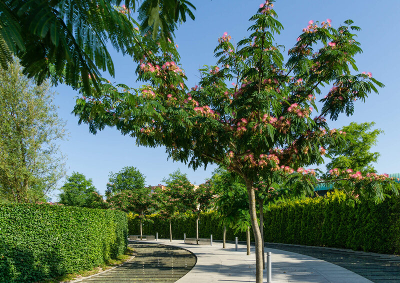 Albizia julibrissin Ombrella