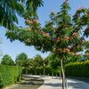 Albizia julibrissin Ombrella