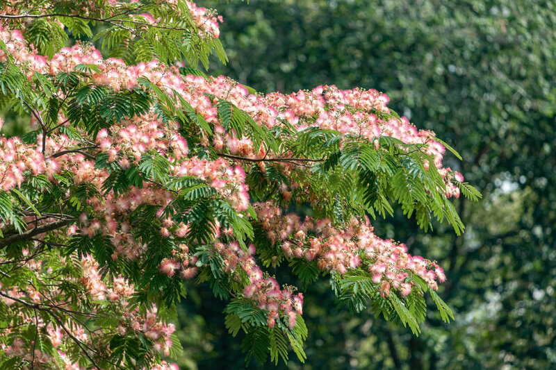 Albizia julibrissin Ombrella