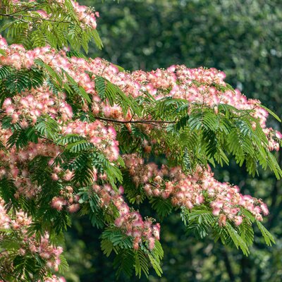 Albizia julibrissin Ombrella