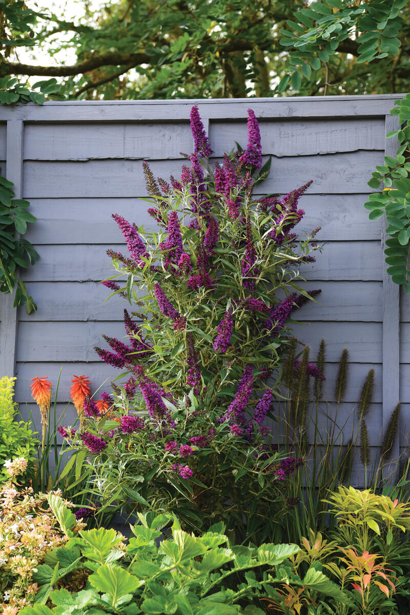 Buddleja davidii Butterfly Tower