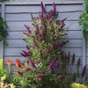 Buddleja davidii Butterfly Tower