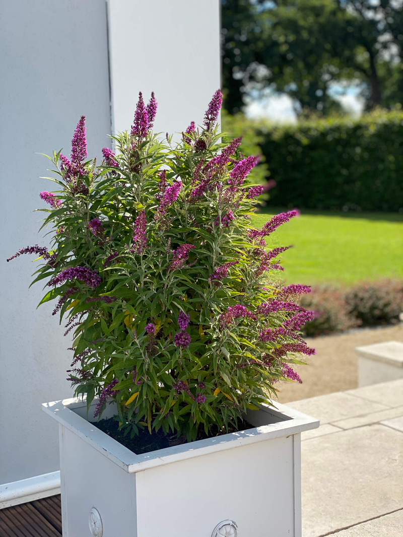 Buddleja davidii Butterfly Tower