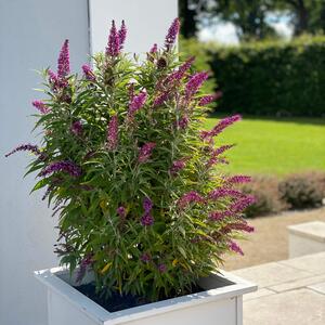 Buddleja davidii Butterfly Tower