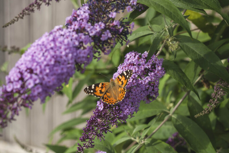 Buddleja Gulliver