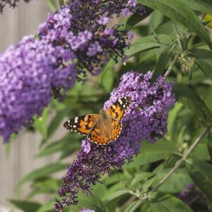 Buddleja Gulliver