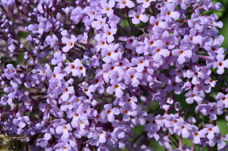 Buddleja Gulliver