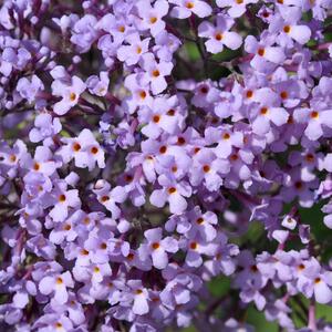 Buddleja Gulliver
