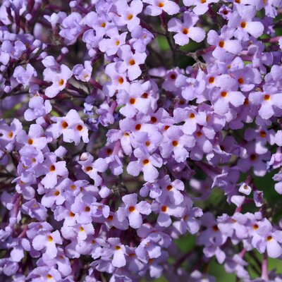 Buddleja Gulliver