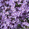 Buddleja Gulliver