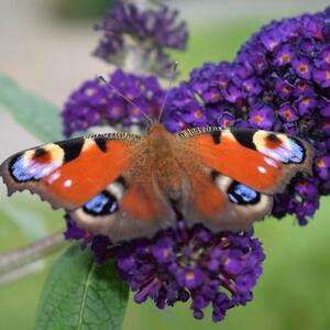 Buddleja davidii Black Knight