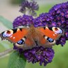 Buddleja davidii Black Knight