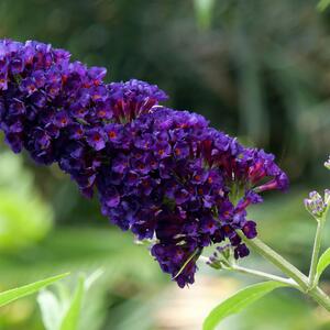 Buddleja davidii Black Knight