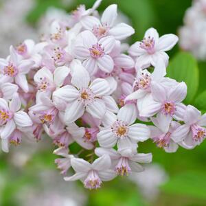 Deutzia Mont Rose