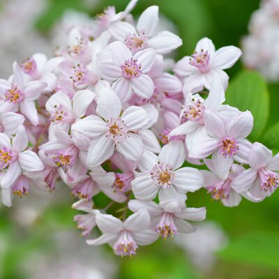 Deutzia Mont Rose
