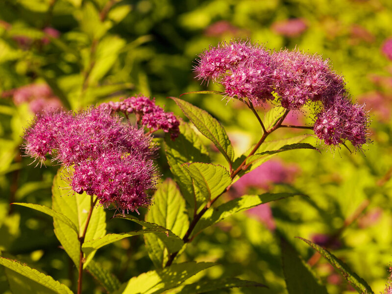Spiraea japonica Goldmound