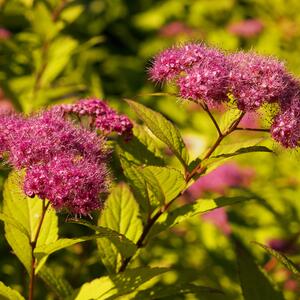 Spiraea japonica Goldmound