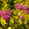 Spiraea japonica Goldmound