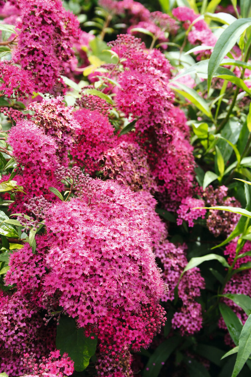Spiraea japonica Goldmound