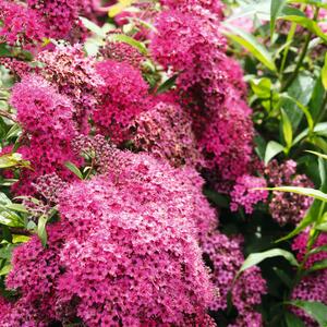 Spiraea japonica Goldmound