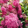 Spiraea japonica Goldmound