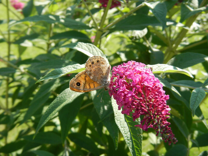Buddleja davidii 'Royal Red'