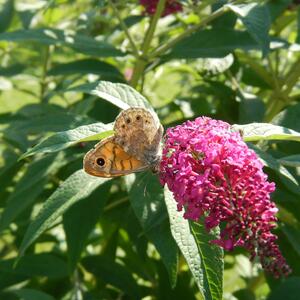 Buddleja davidii 'Royal Red'