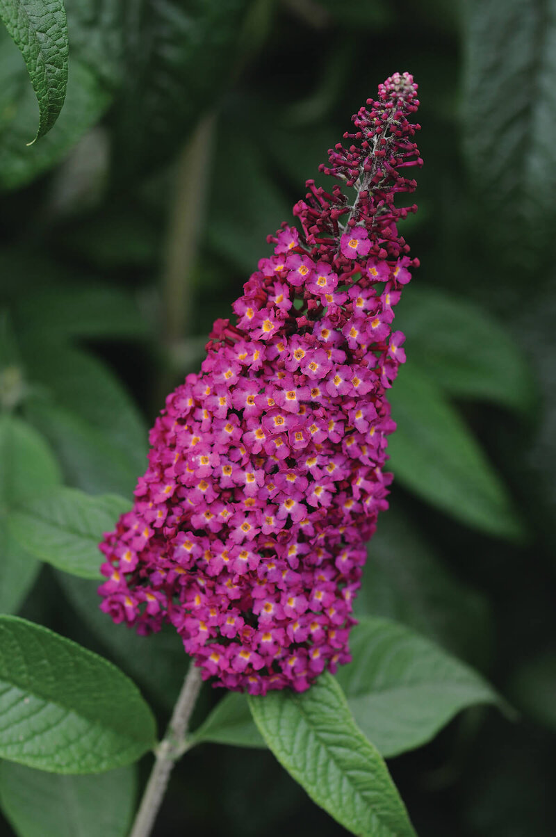 Buddleja davidii Reve de Pappillon Red