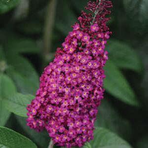 Buddleja davidii Reve de Pappillon Red